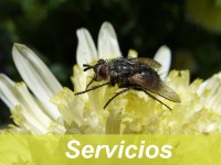 Desratización, Desinsectación, Desinfección, Tratamiento de la madera, Tratamiento de jardines, Legionella Desratización, Desinsectación, Desinfección, Tratamiento de la madera, Tratamiento de jardines, Legionella