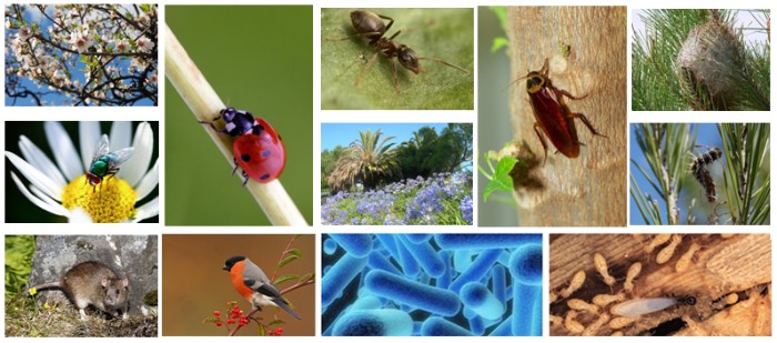 control y prevención de plagas urbanas, como hormigas, cucarachas, pulgas, chinches de las camas, termitas, carcomas, ratas, ratones,